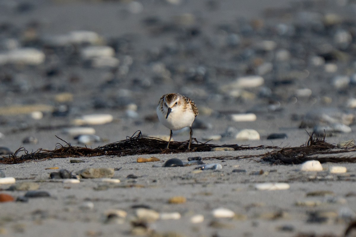 Little Stint - ML643558547