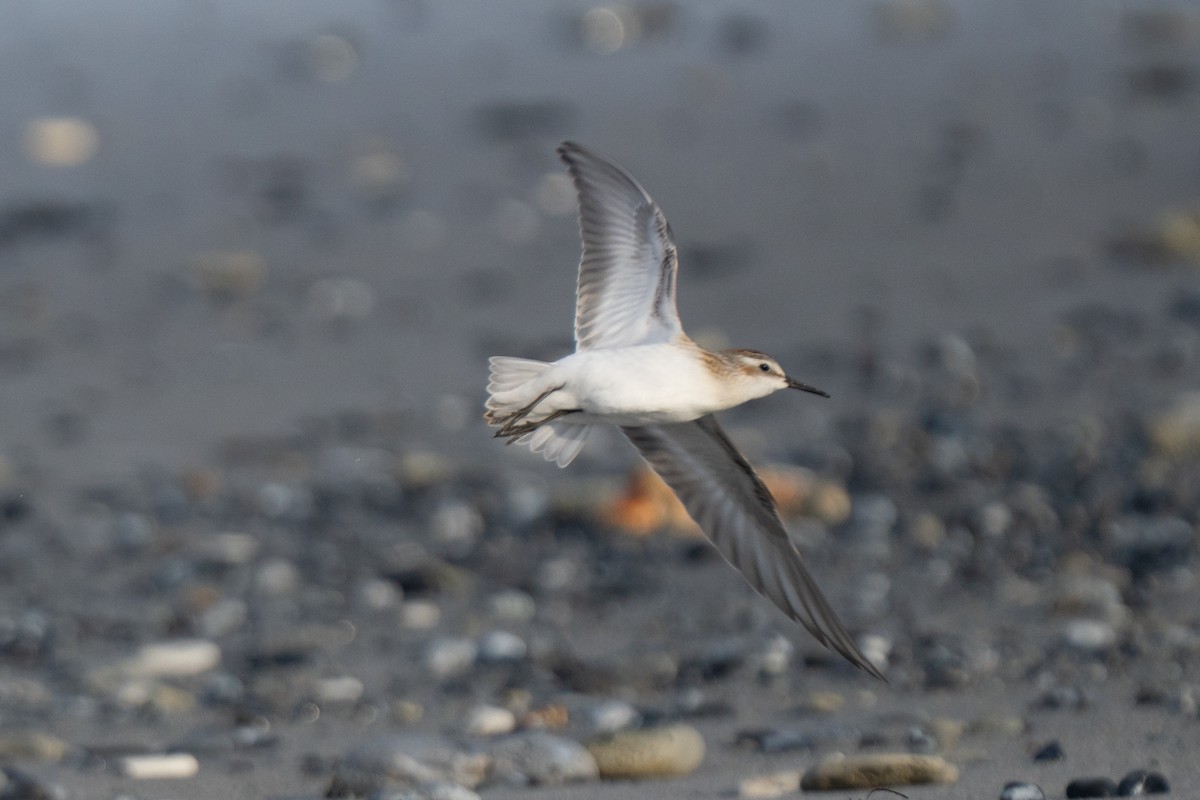 Little Stint - ML643558548