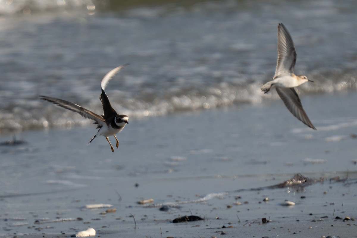 Little Stint - ML643558549