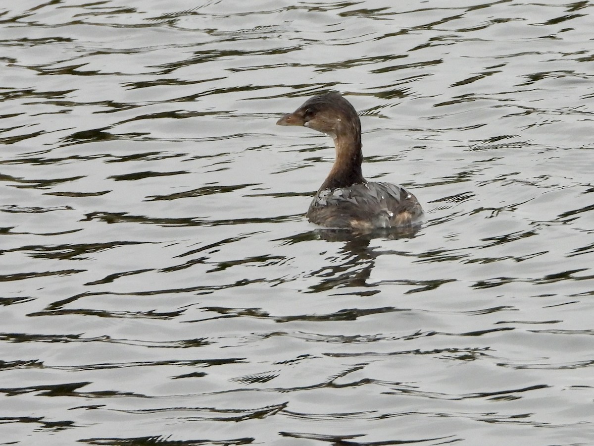 Pied-billed Grebe - ML643558557