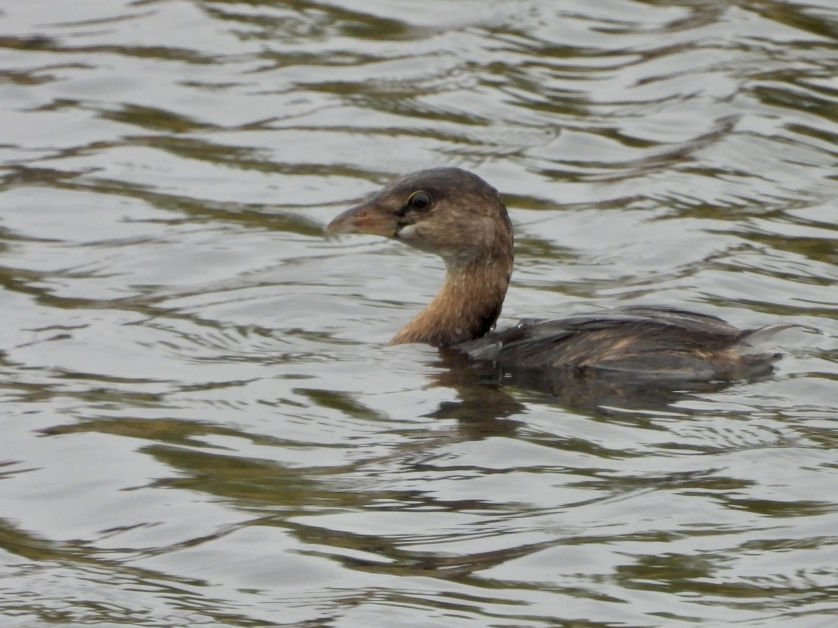 Pied-billed Grebe - ML643558558