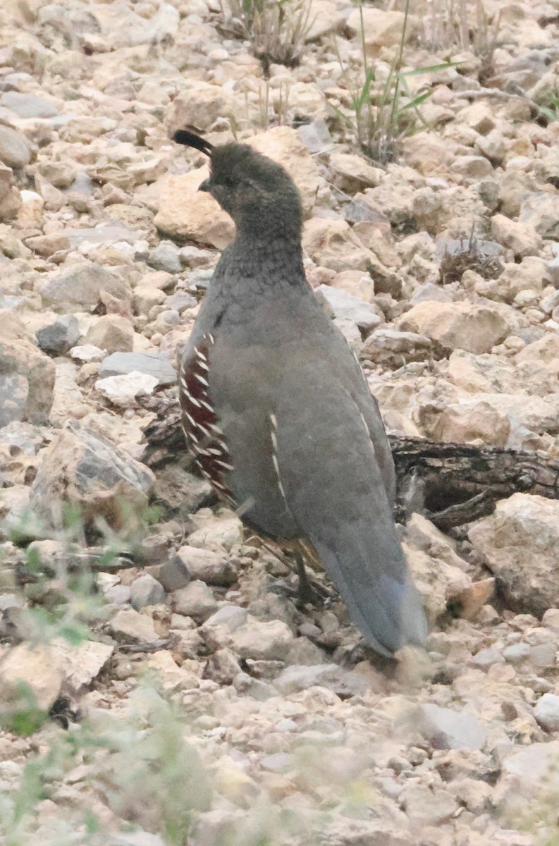 Gambel's Quail - ML643558563