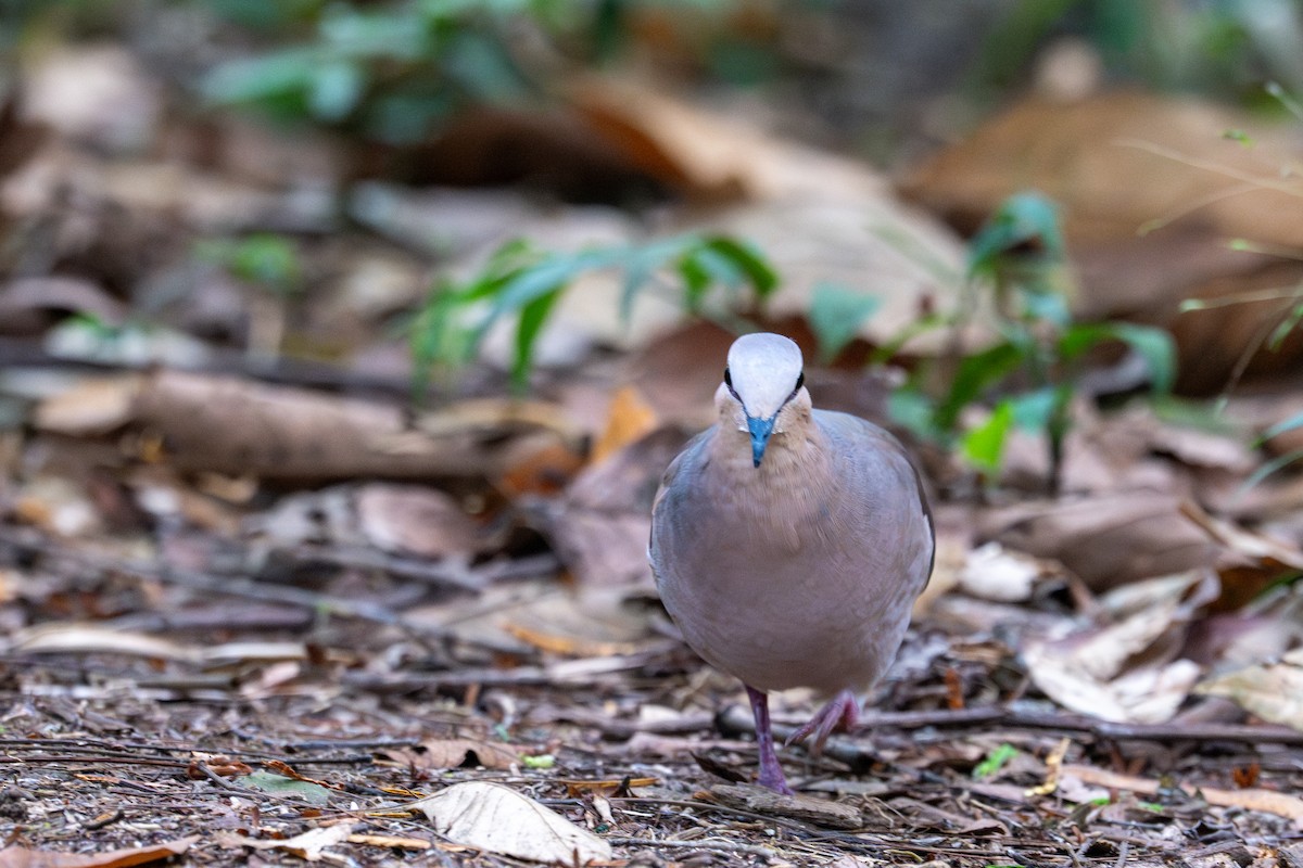 gråpannedue - ML643558566