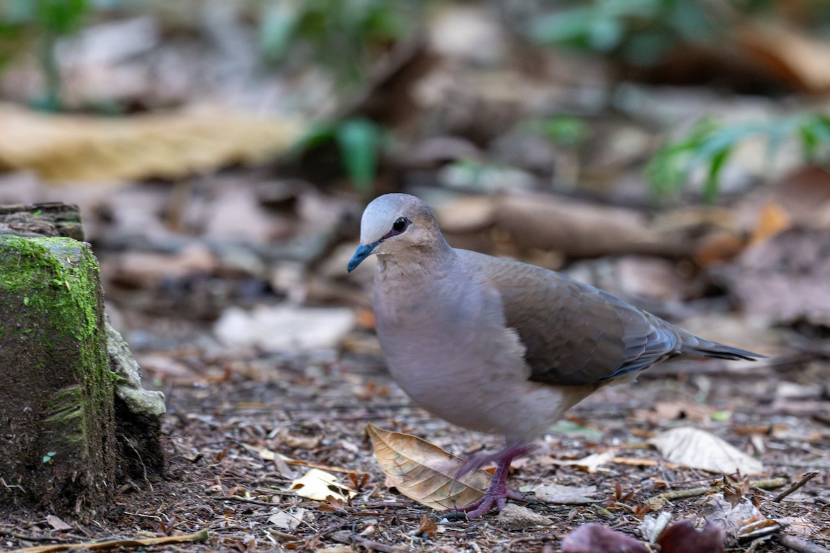 gråpannedue - ML643558567