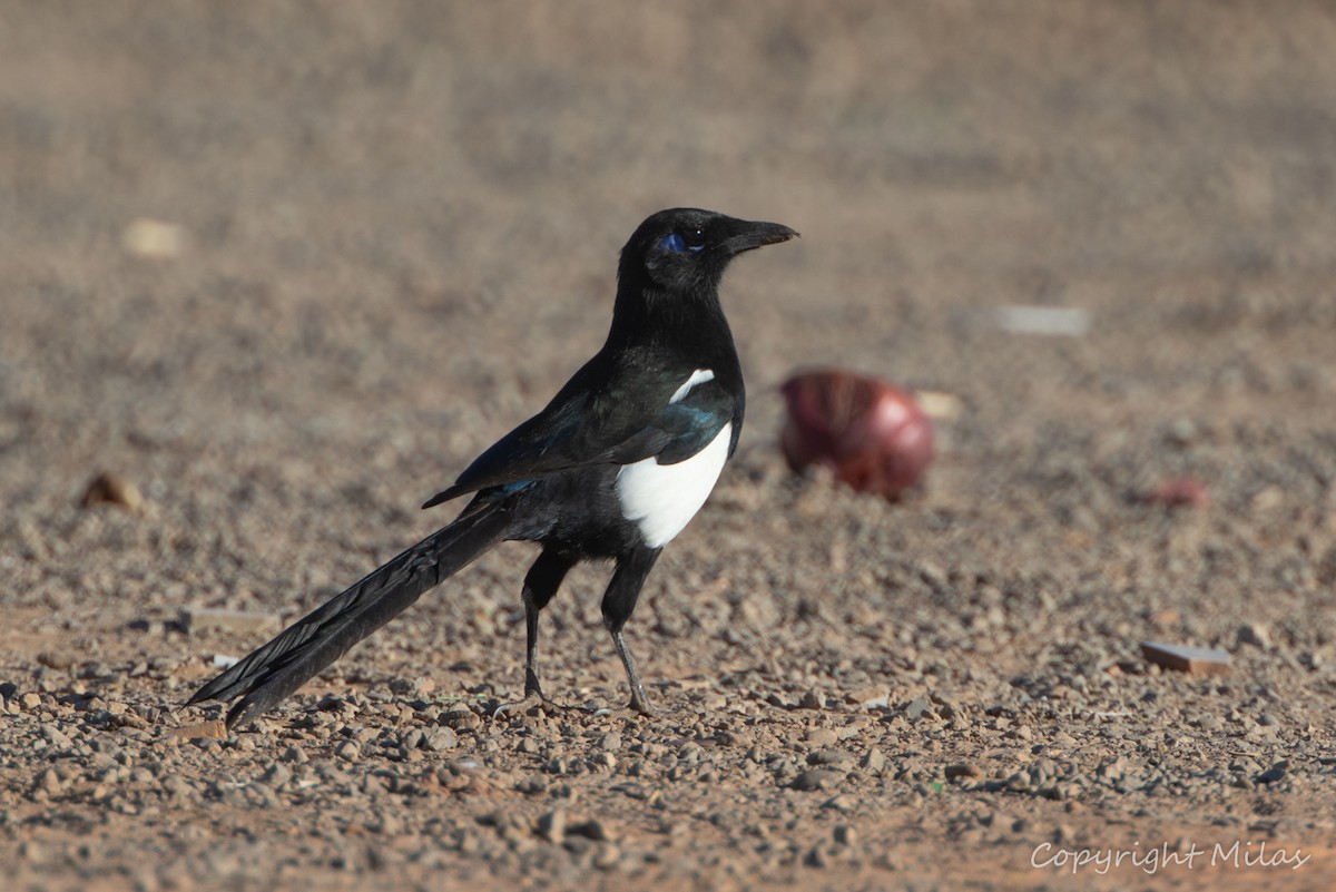 マグレブカササギ - ML643558577