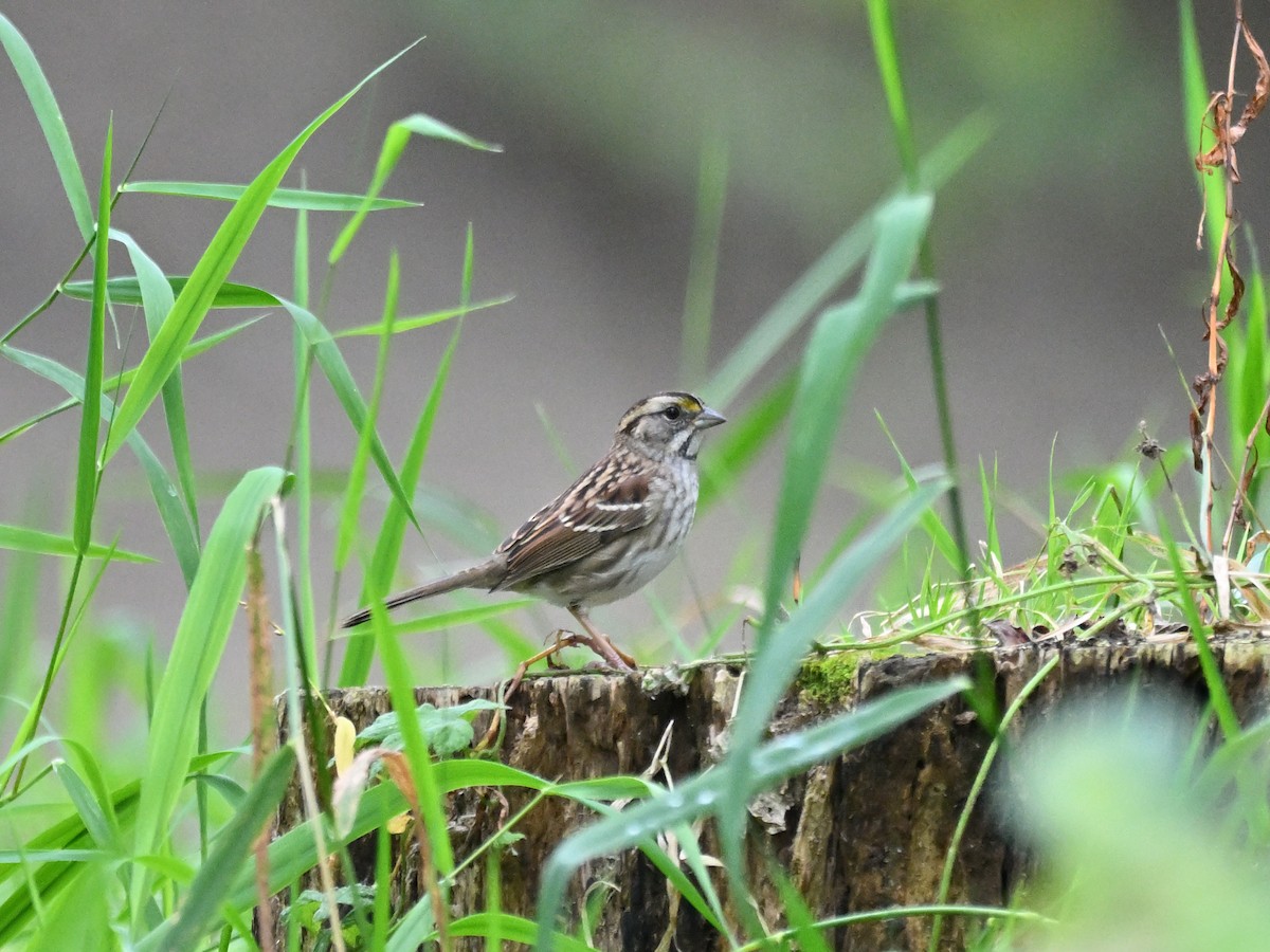 White-throated Sparrow - ML643558586