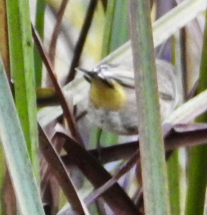 Palm Warbler - ML643558597