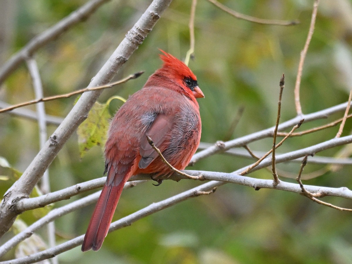 Northern Cardinal - ML643558608