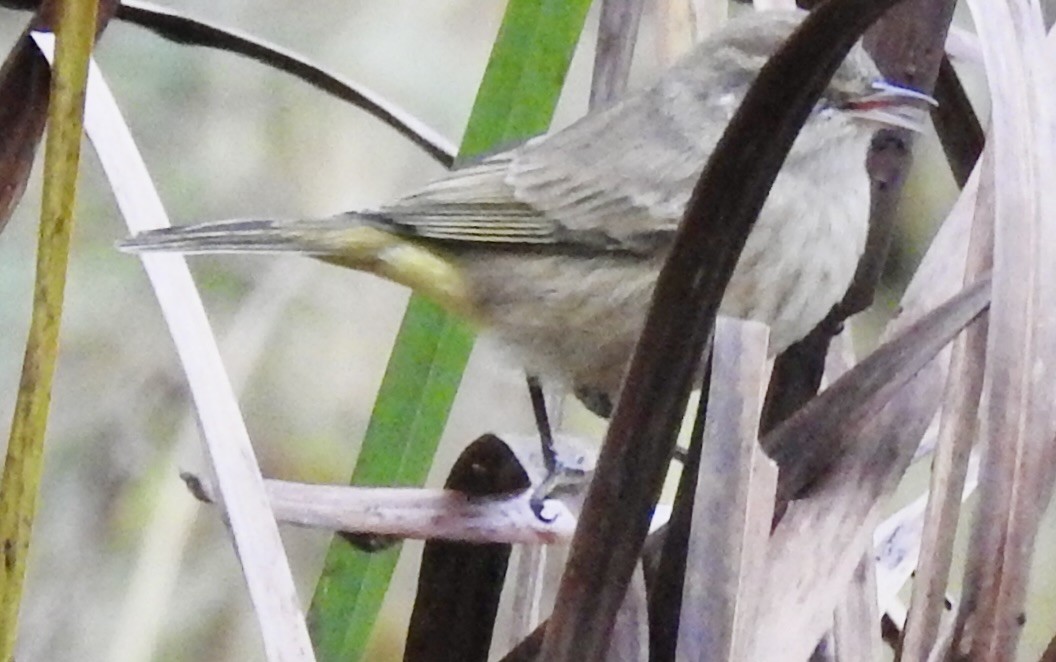 Palm Warbler - ML643558610