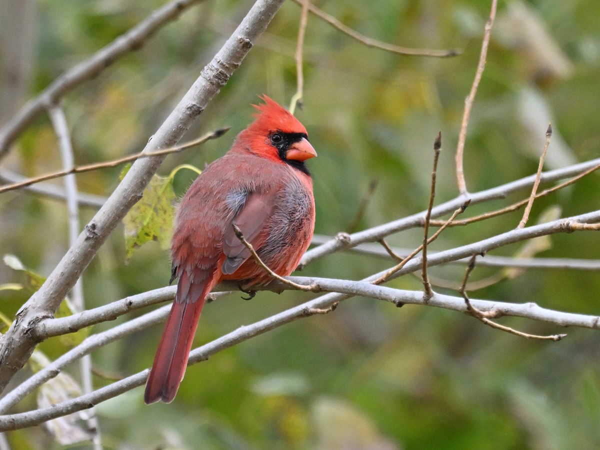 Northern Cardinal - ML643558611