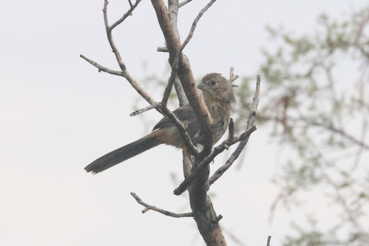 Canyon Towhee - ML643558614