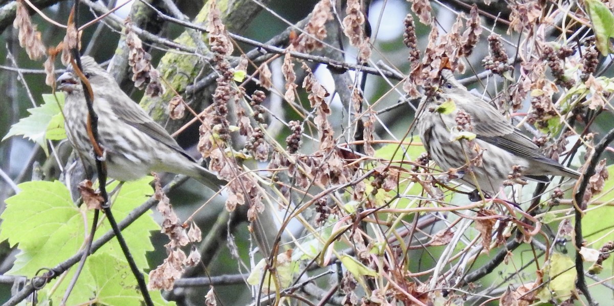 Purple Finch - ML643558629