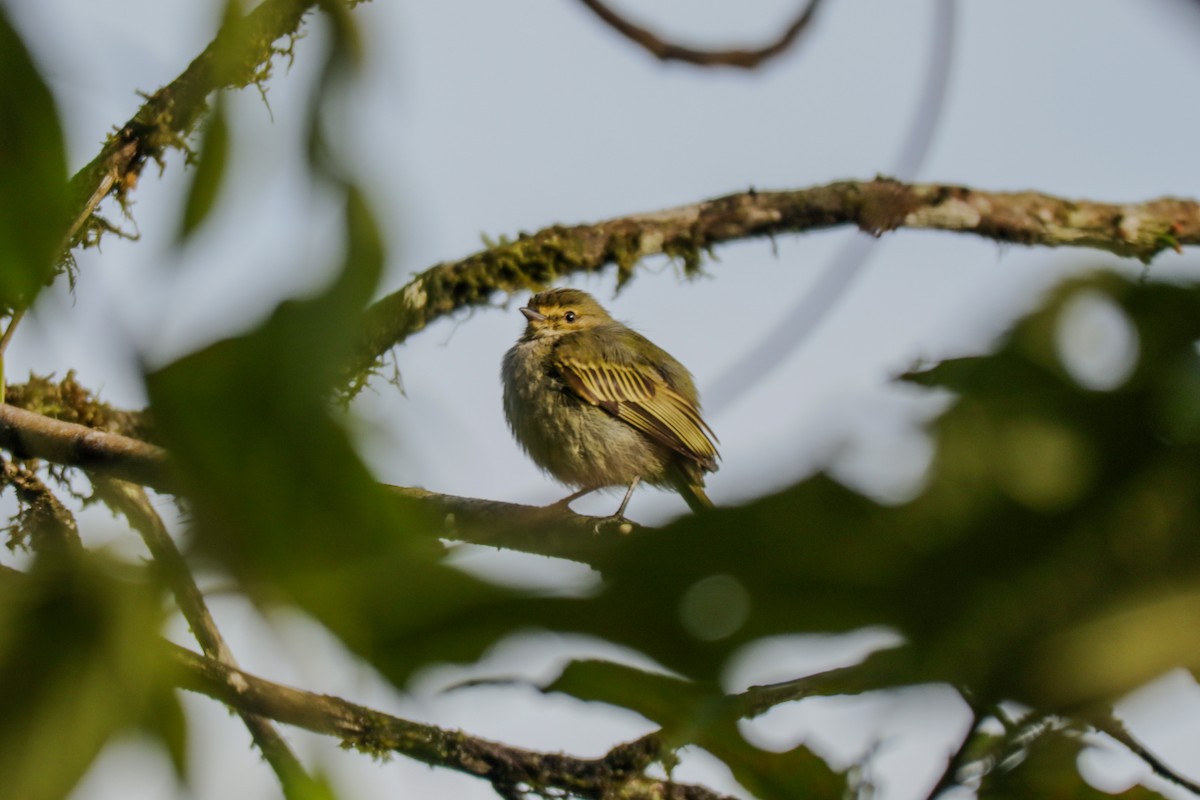 Choco Tyrannulet - ML643558648