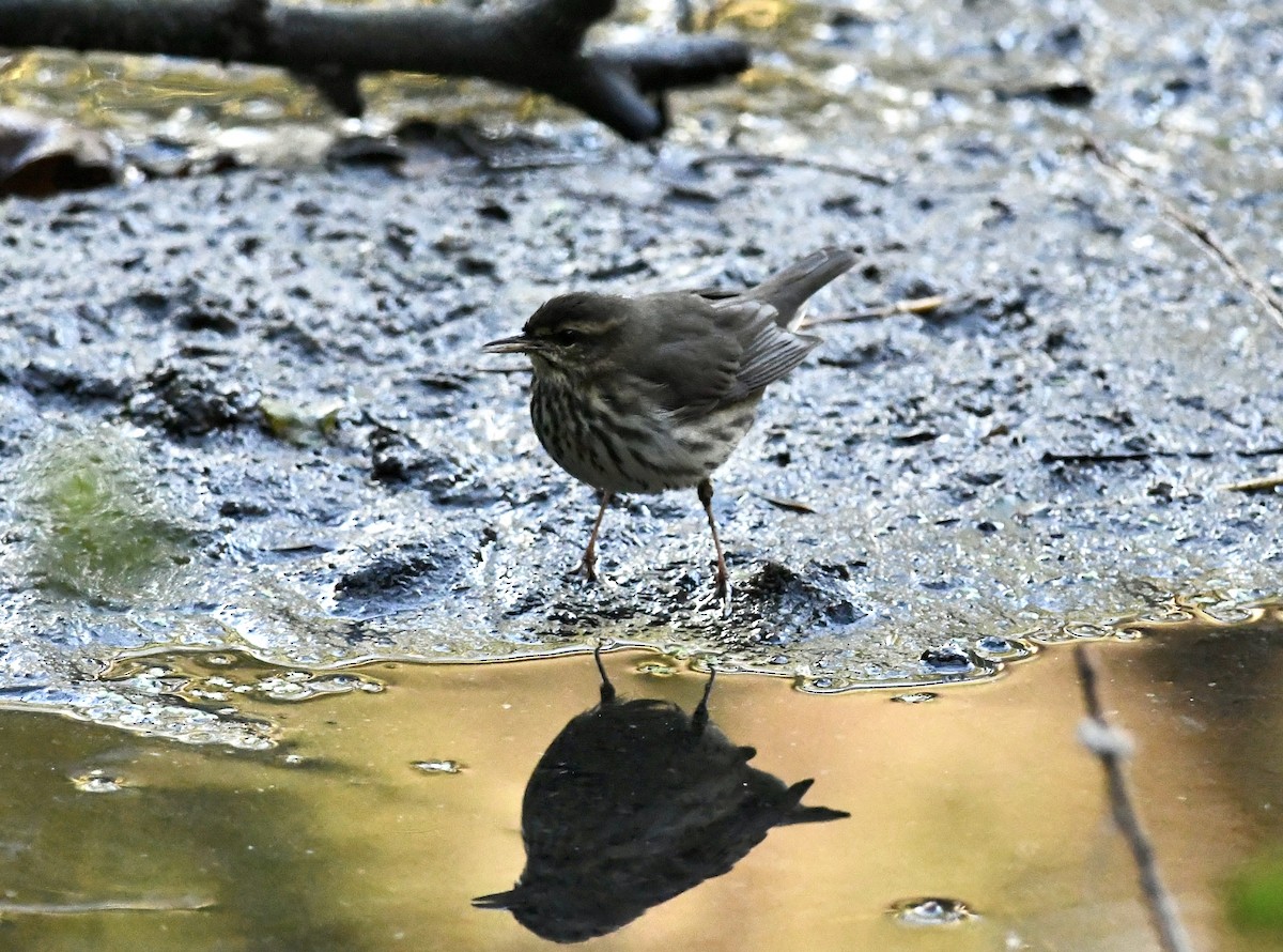 Northern Waterthrush - ML643558650