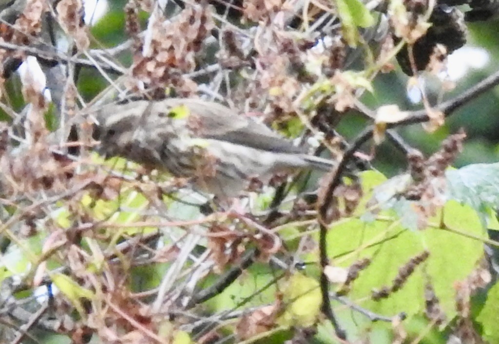 Purple Finch - ML643558654