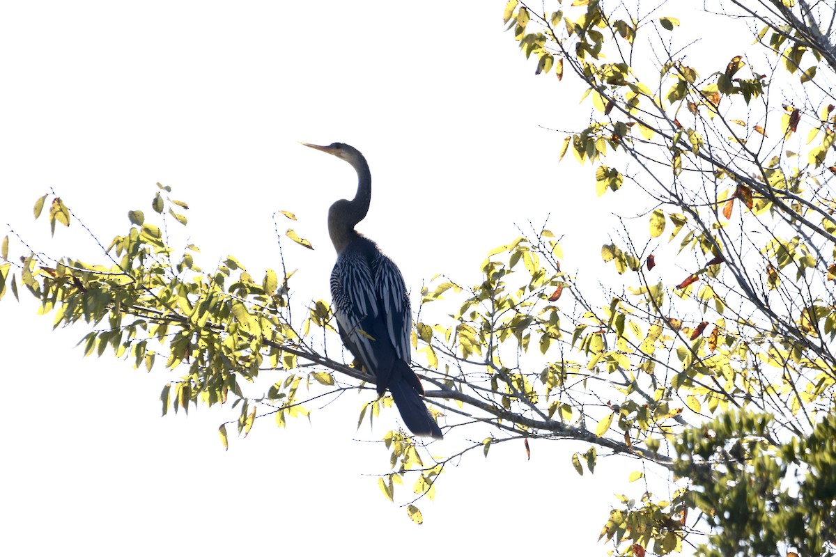 Anhinga - ML643558655