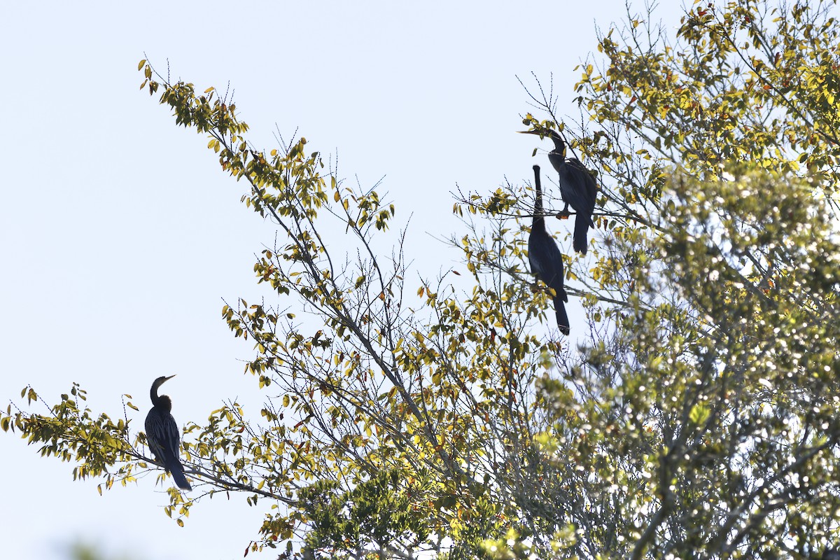 Anhinga - ML643558656