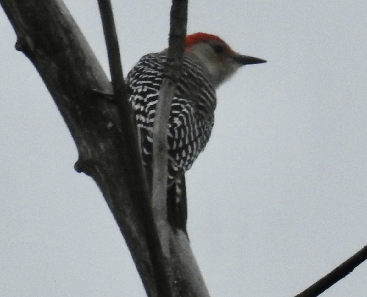 Red-bellied Woodpecker - ML643558676