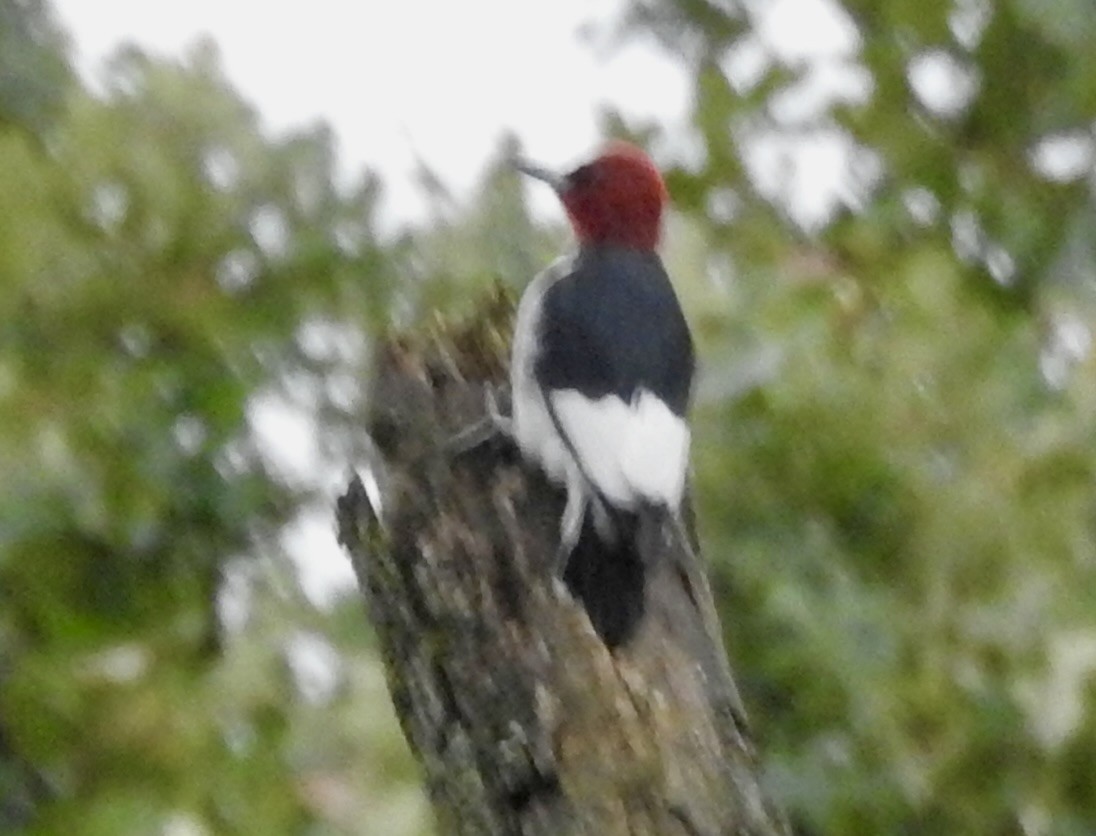 Red-headed Woodpecker - ML643558678