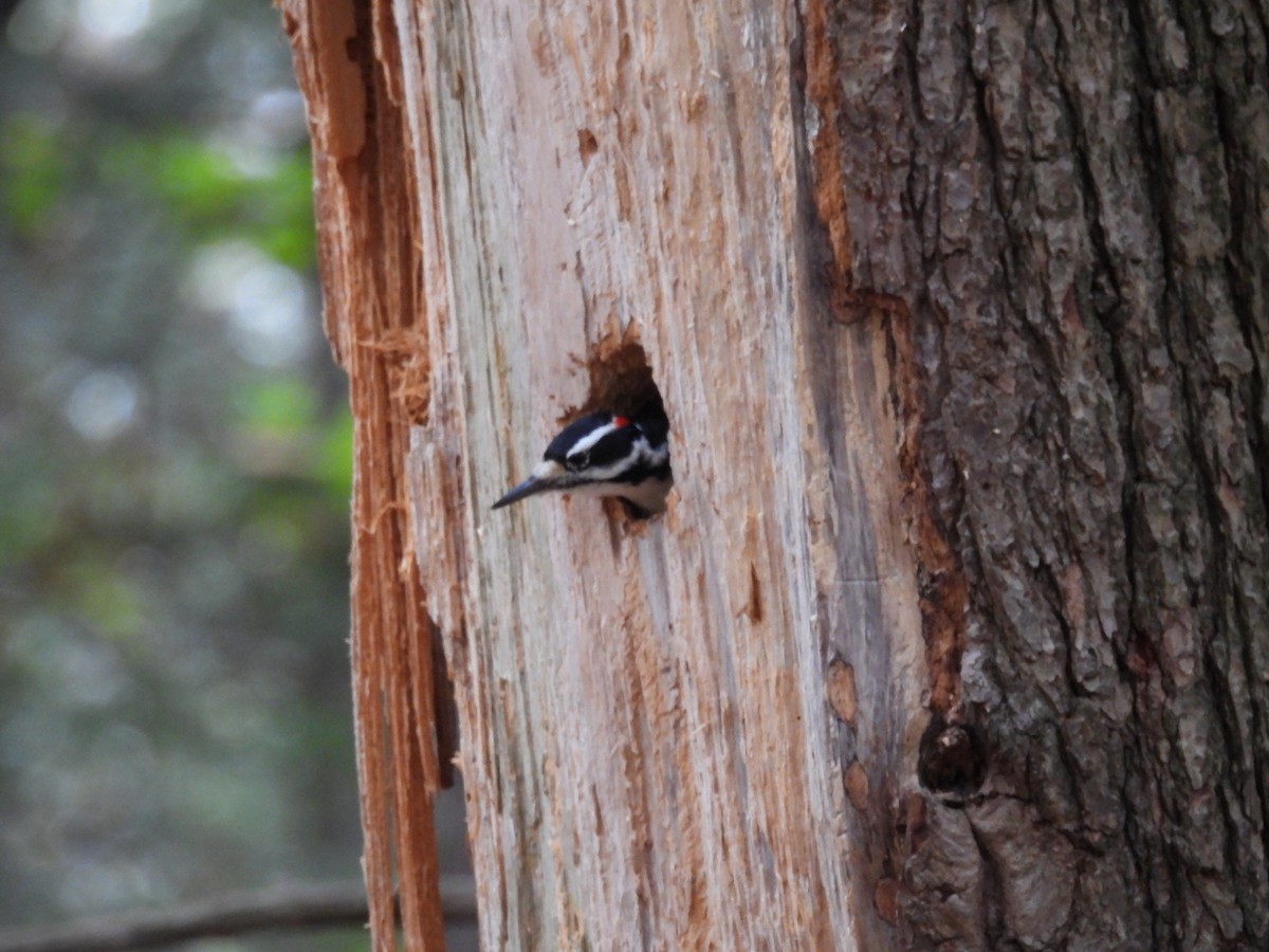Hairy Woodpecker - ML643558682