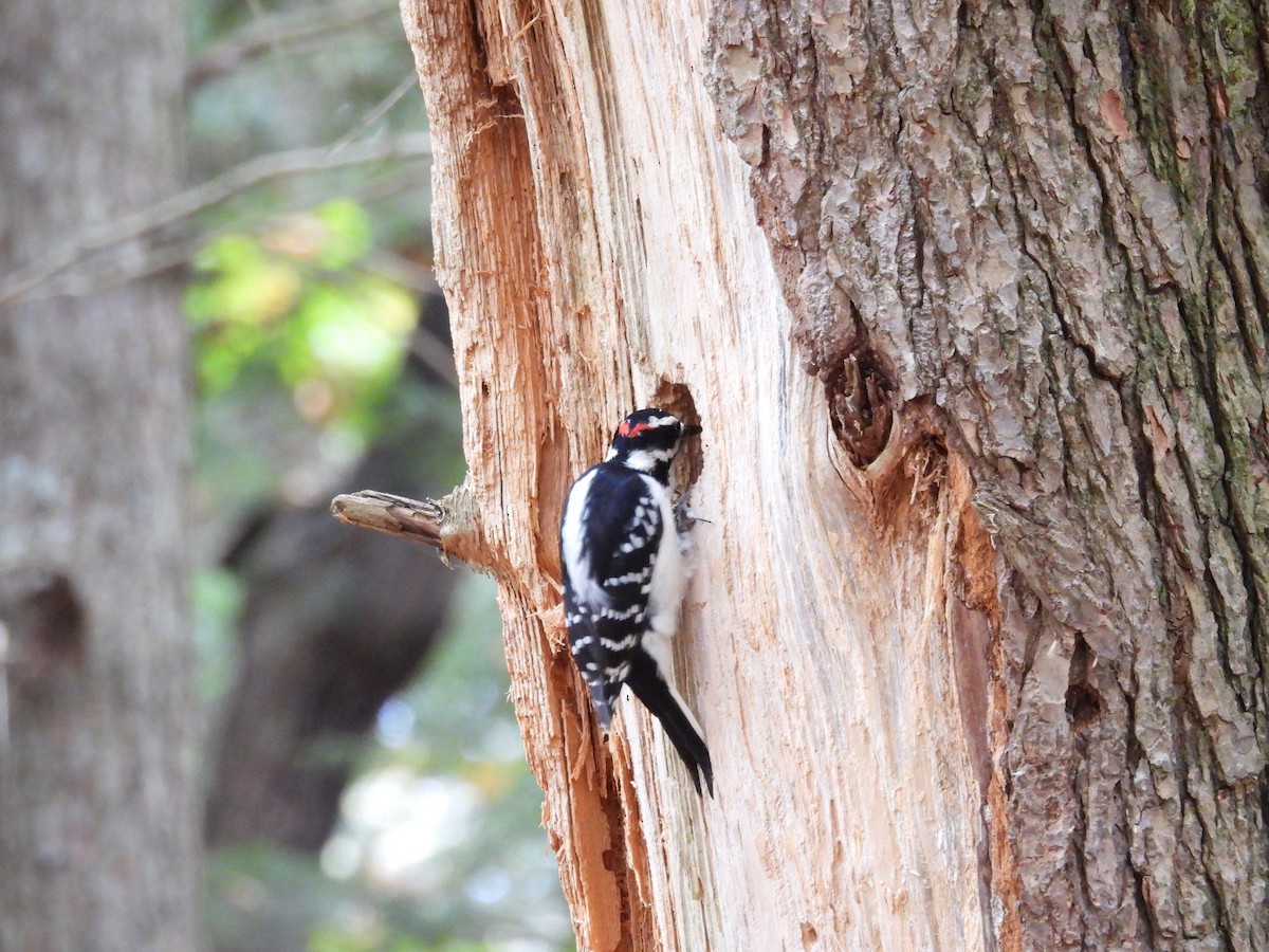 Hairy Woodpecker - ML643558683