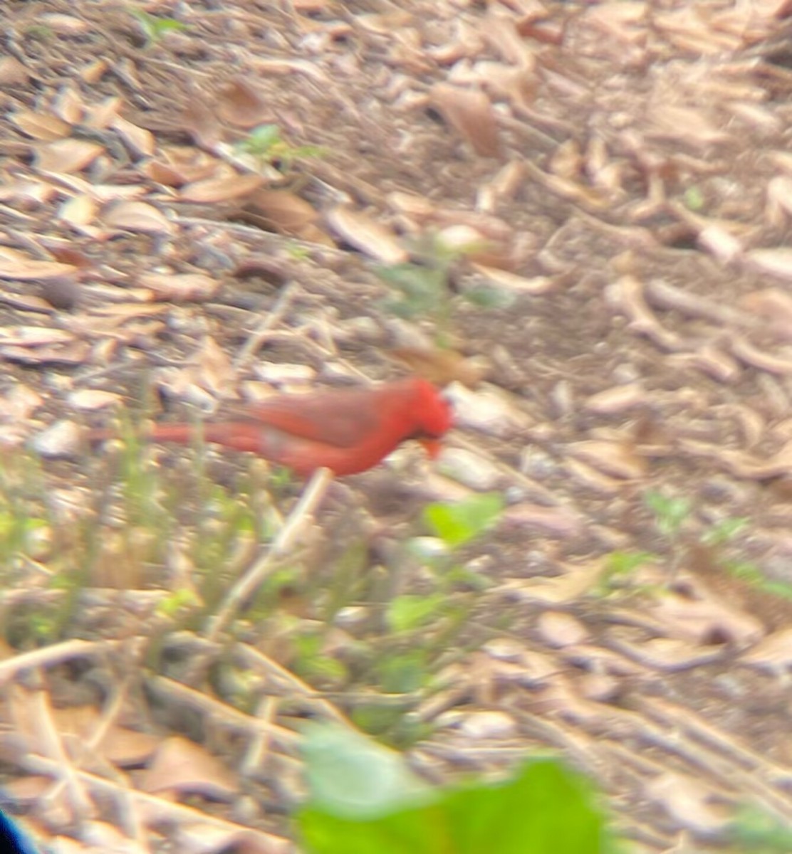 Cardinal rouge - ML643558696