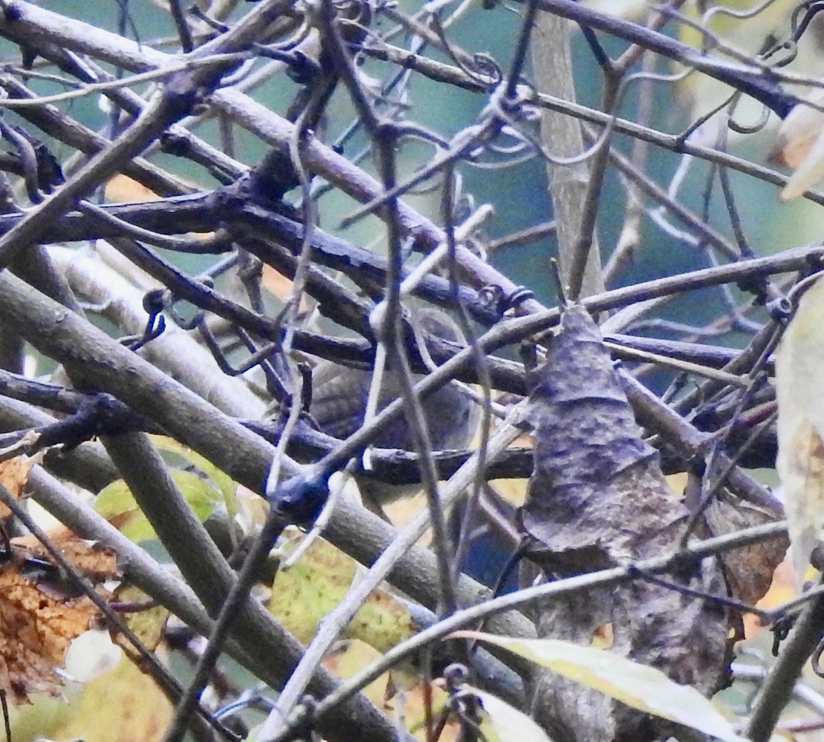 Winter Wren - ML643558697