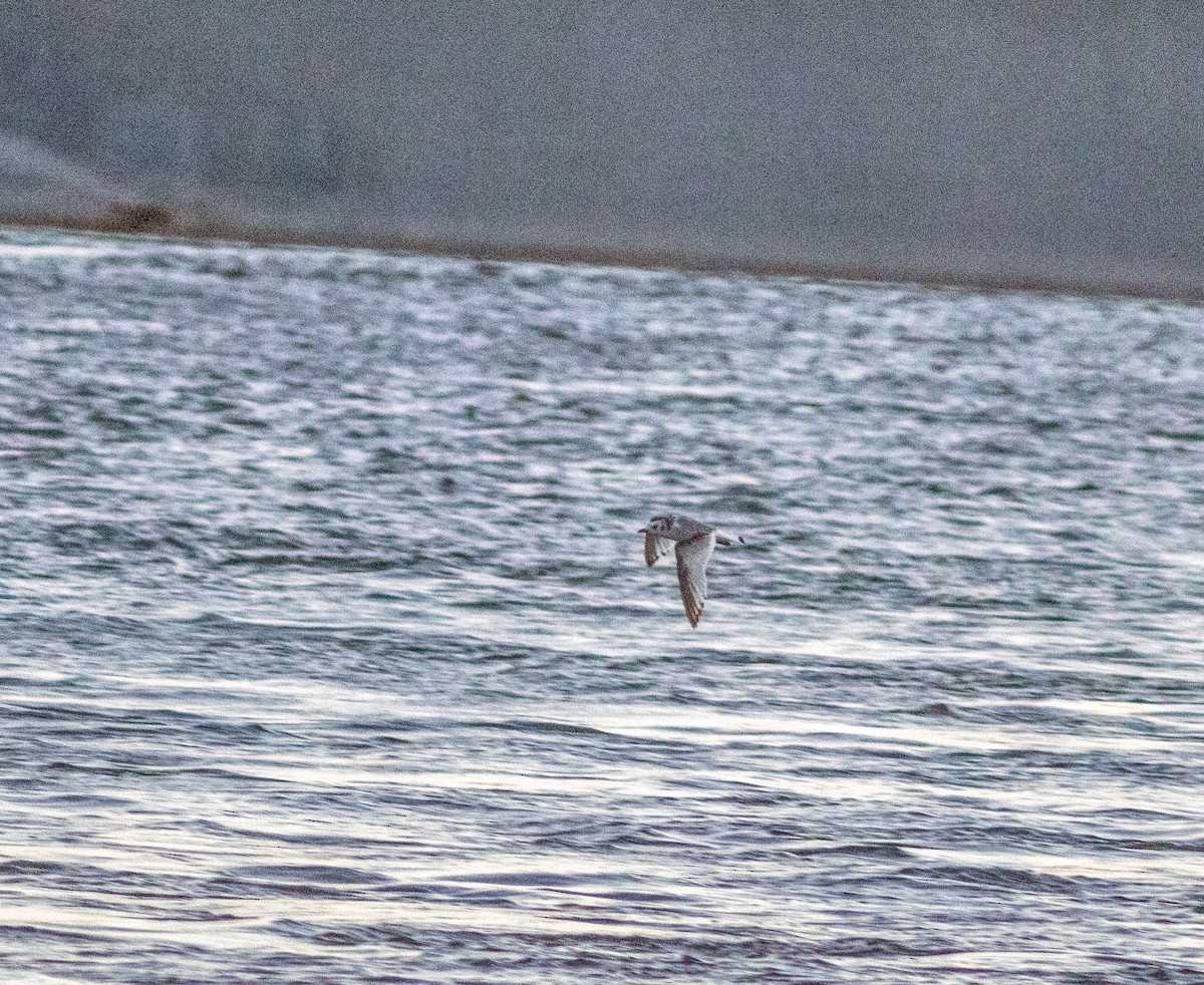 Black-legged Kittiwake - ML643558699