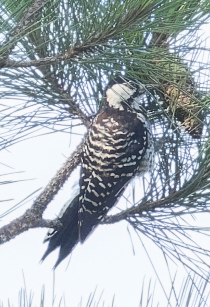 Red-cockaded Woodpecker - ML643558702