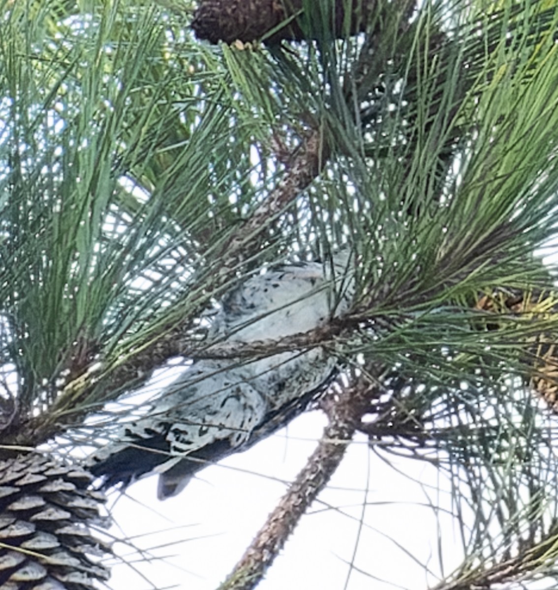 Red-cockaded Woodpecker - ML643558706
