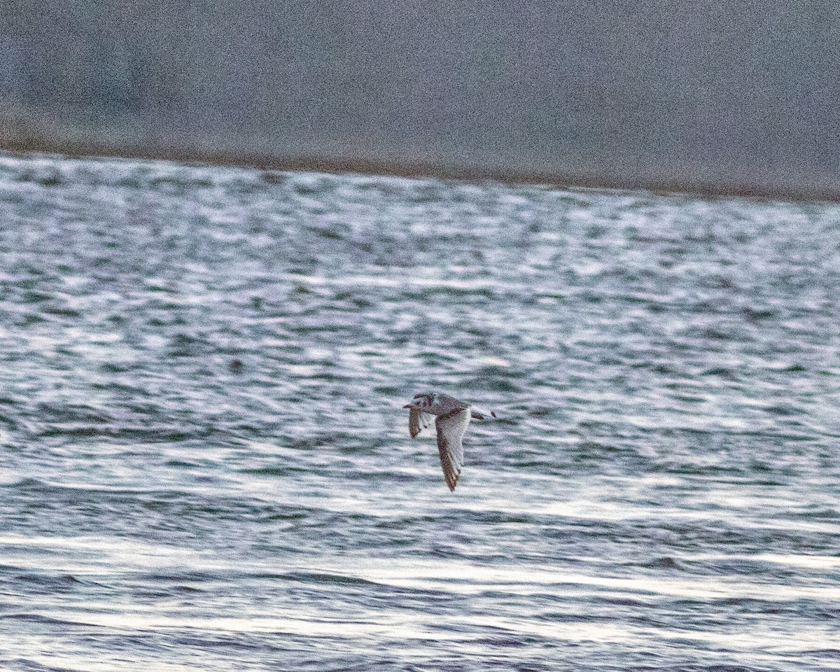 Black-legged Kittiwake - ML643558707