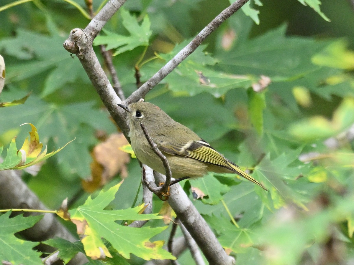 Ruby-crowned Kinglet - ML643558708