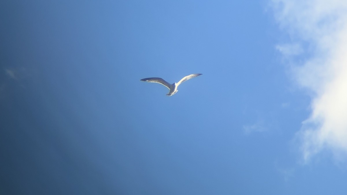 Ring-billed Gull - ML643558709