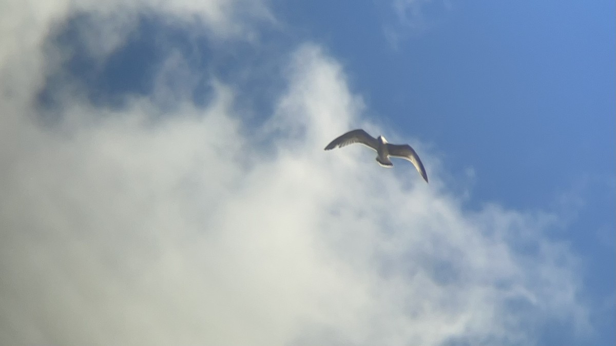 Ring-billed Gull - ML643558710