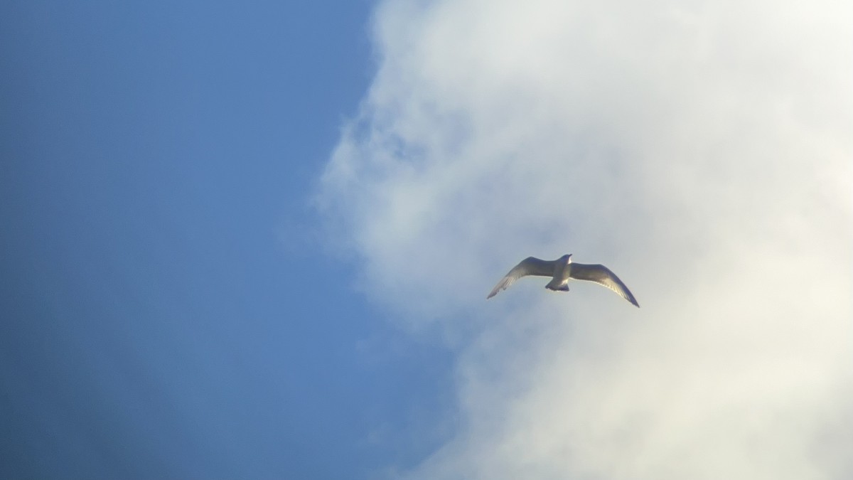 Ring-billed Gull - ML643558711