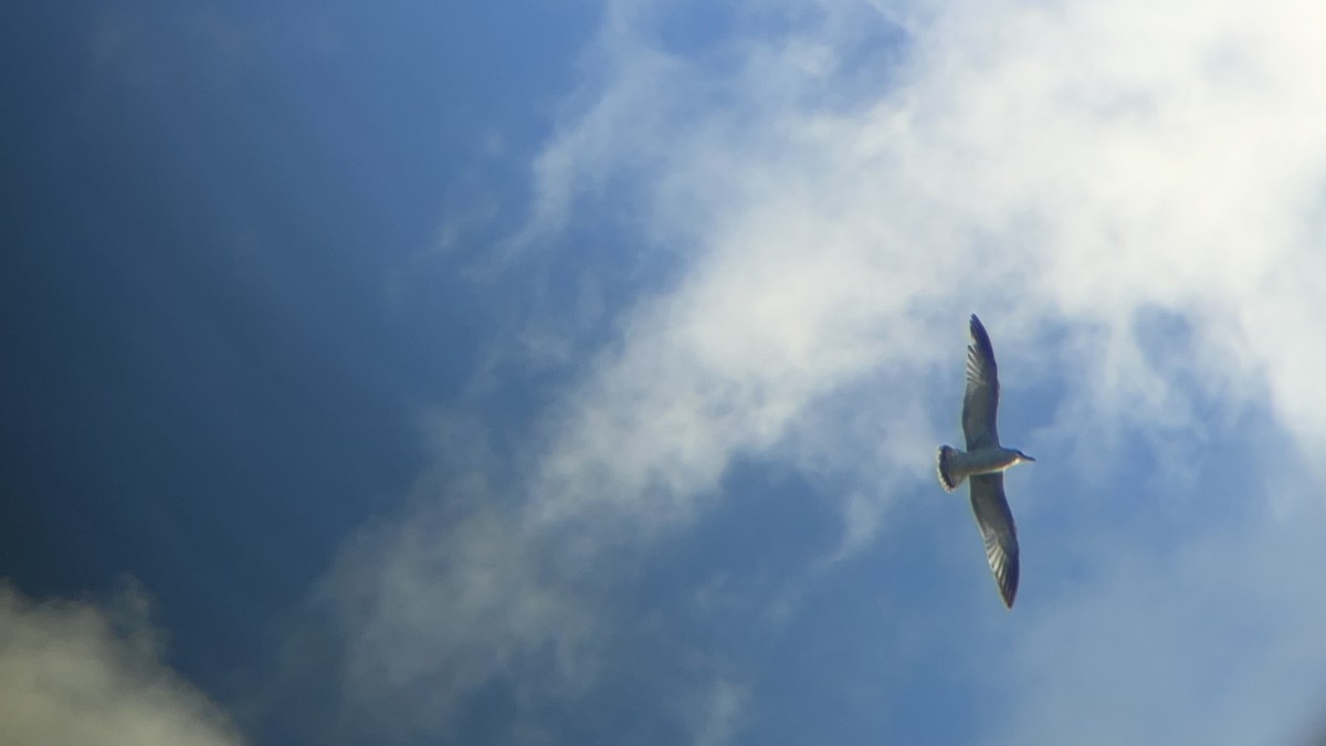 Ring-billed Gull - ML643558712