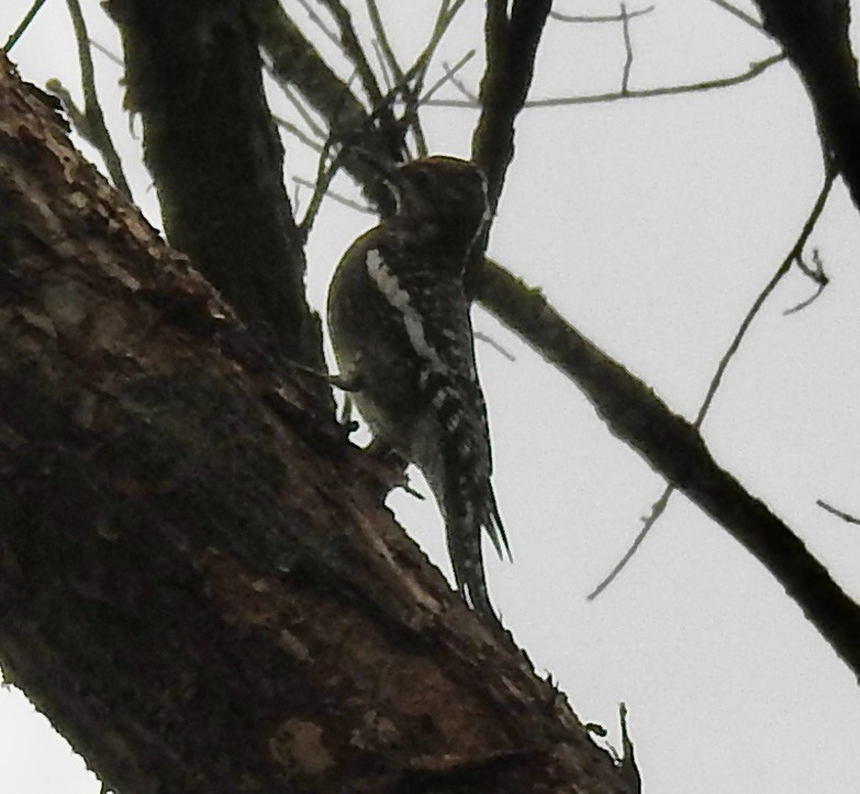 Yellow-bellied Sapsucker - ML643558720