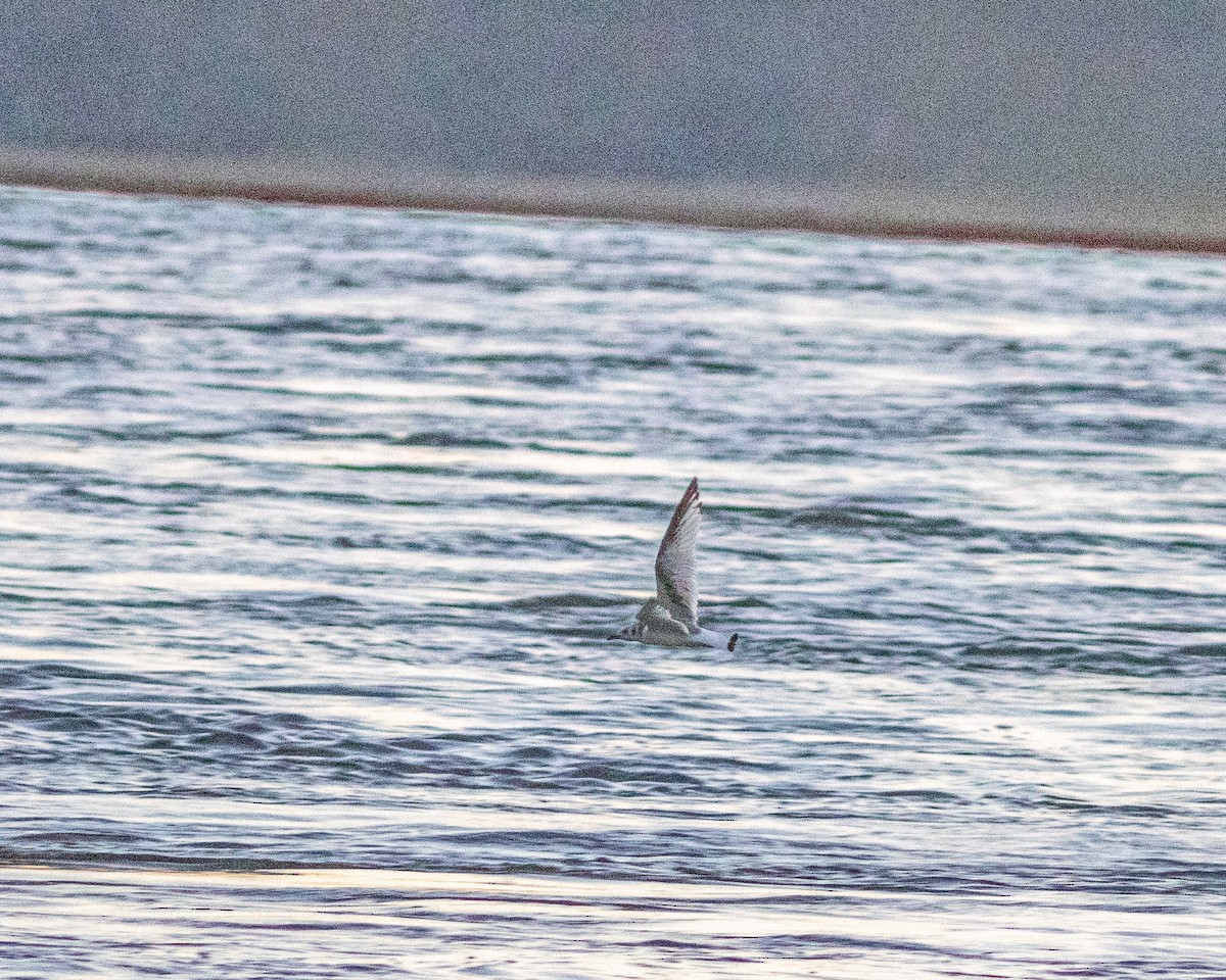 Black-legged Kittiwake - ML643558721