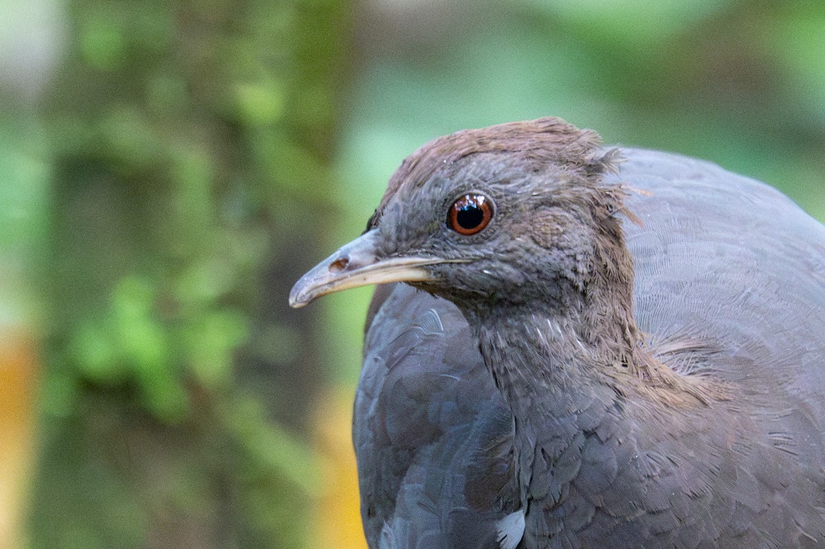 Tinamou cendré - ML643558722