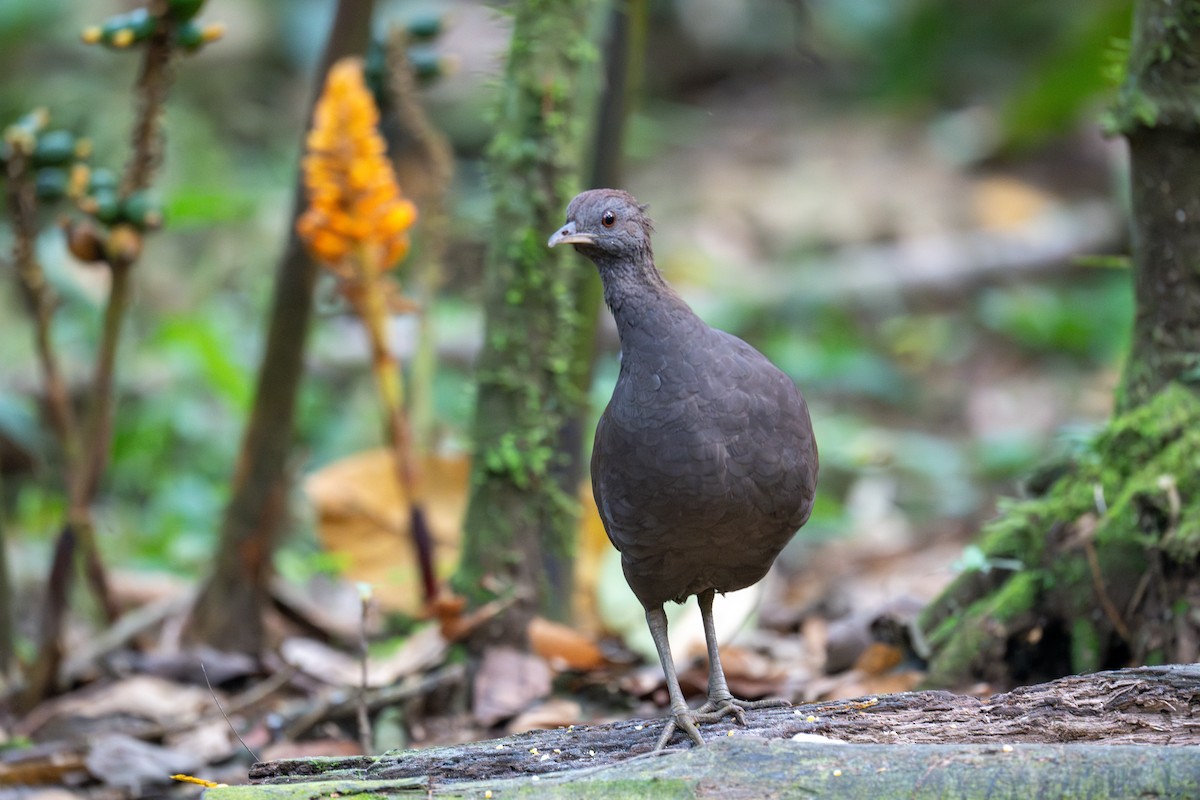 Tinamou cendré - ML643558725