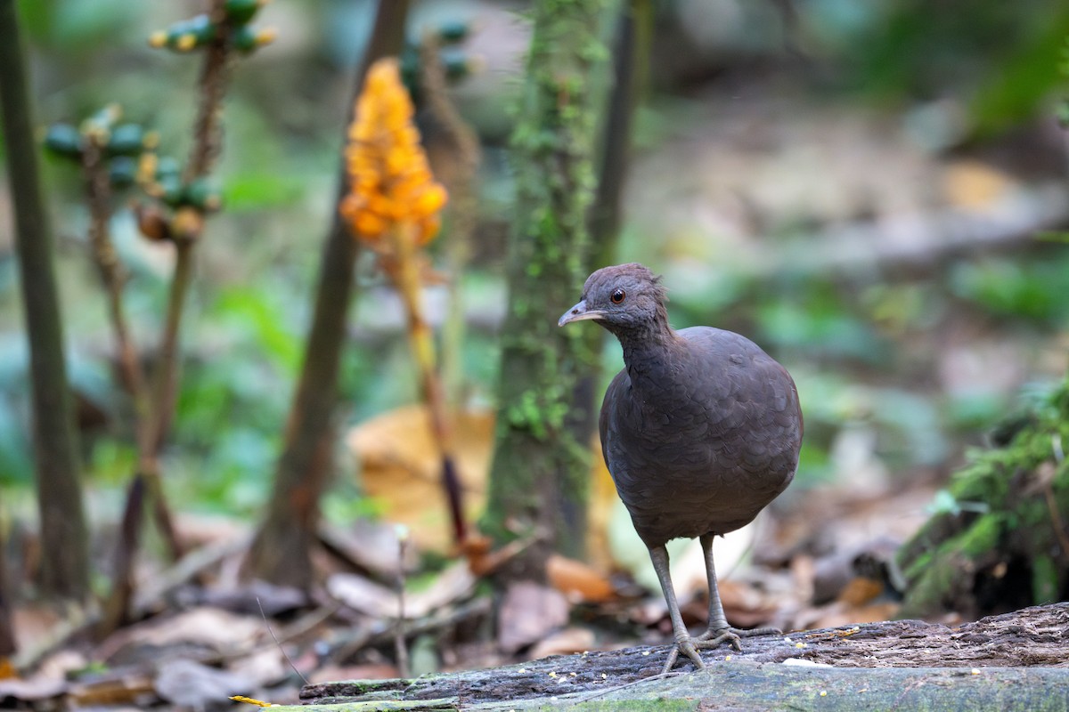 Tinamou cendré - ML643558726