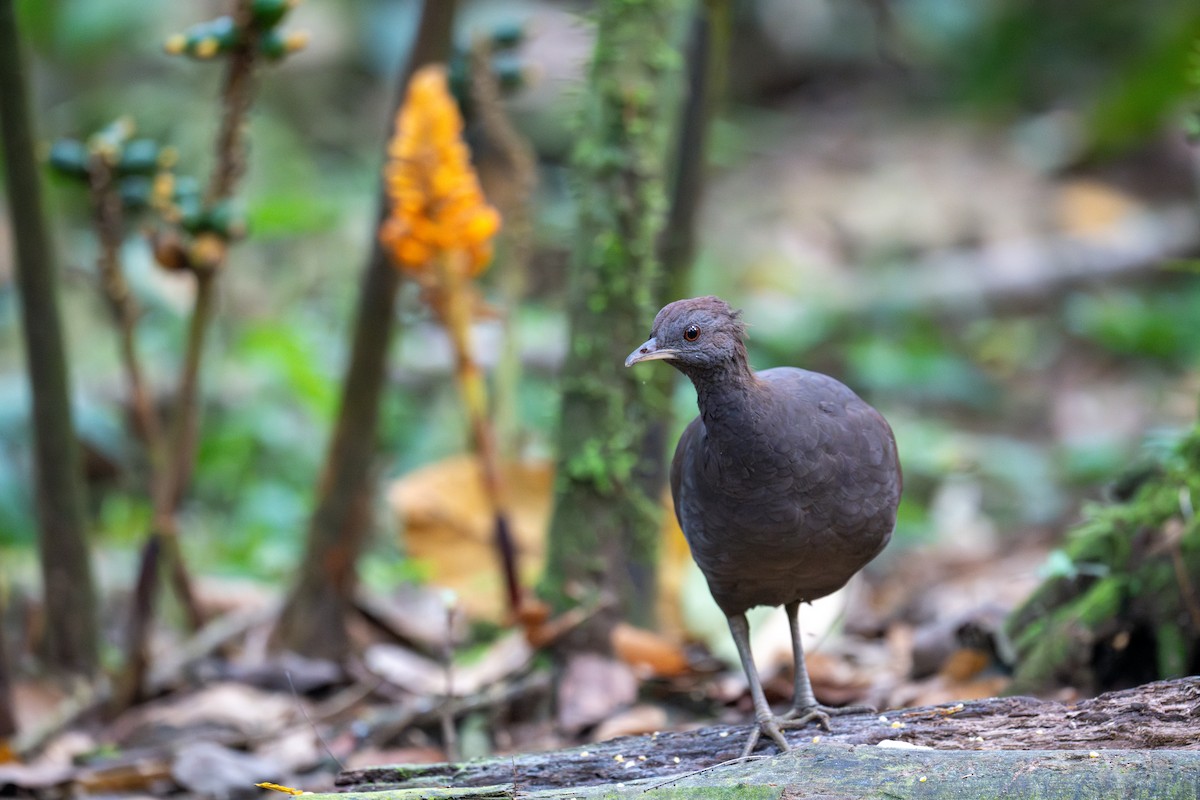 Tinamou cendré - ML643558727