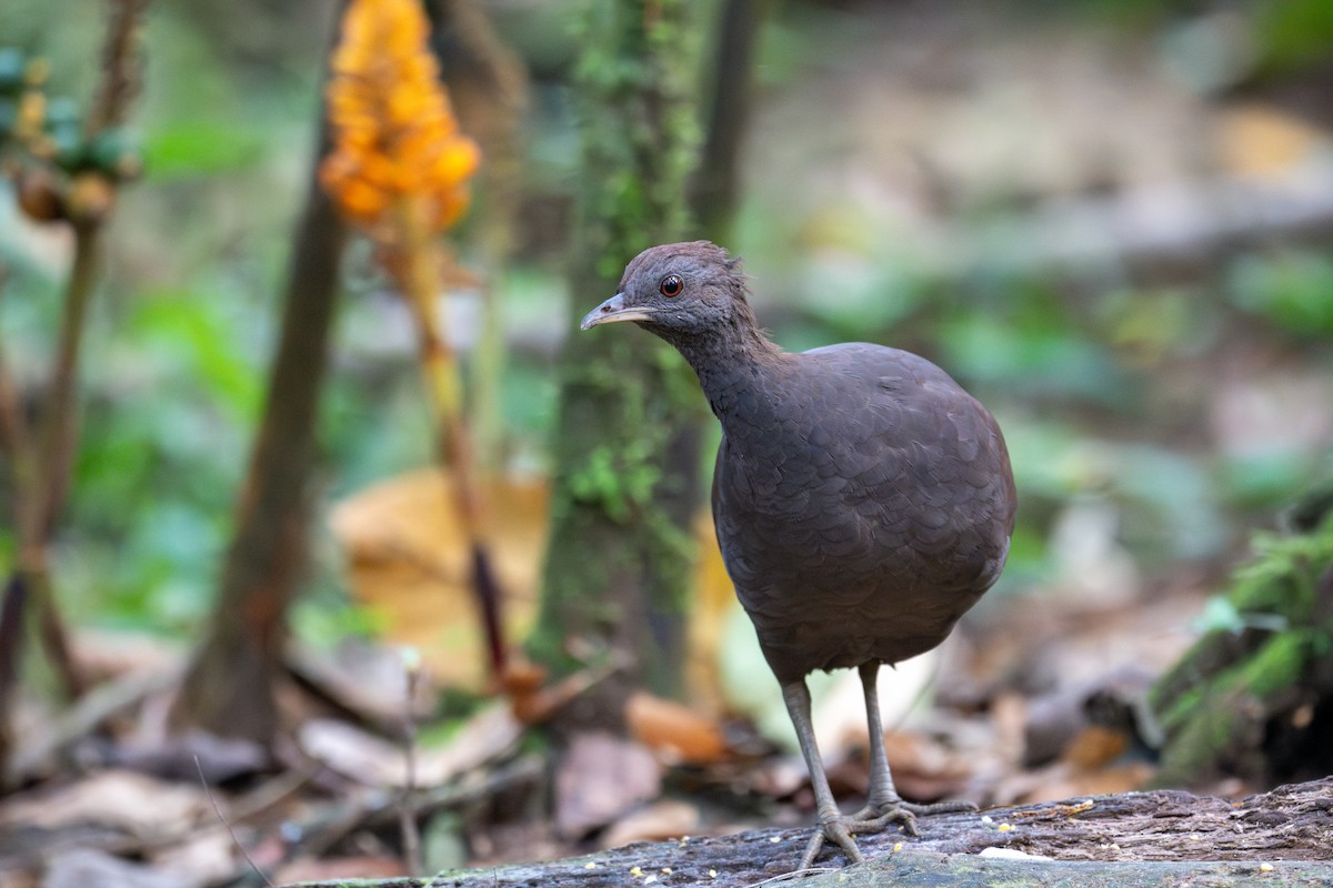 Tinamou cendré - ML643558728