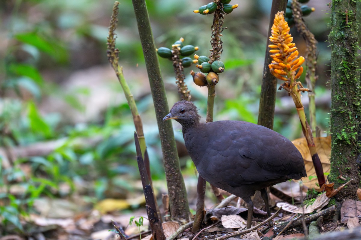Tinamou cendré - ML643558731
