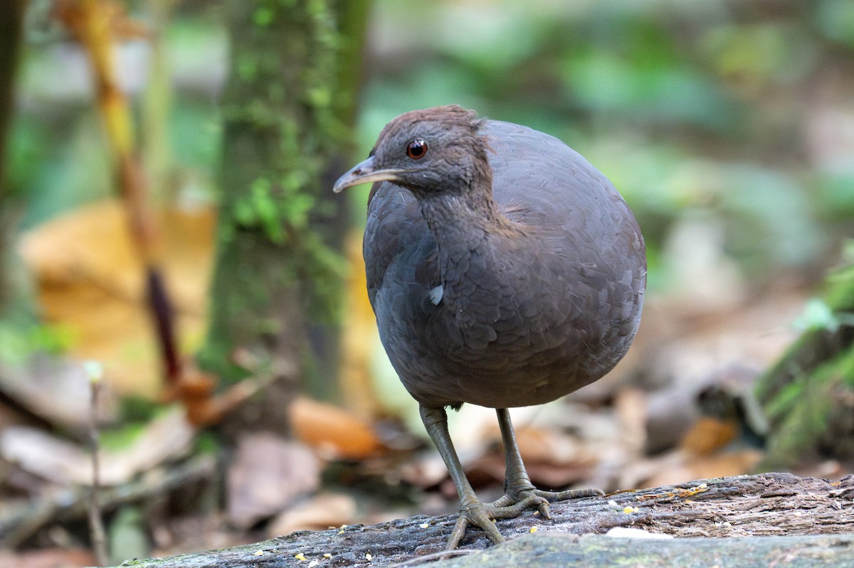 Tinamou cendré - ML643558734
