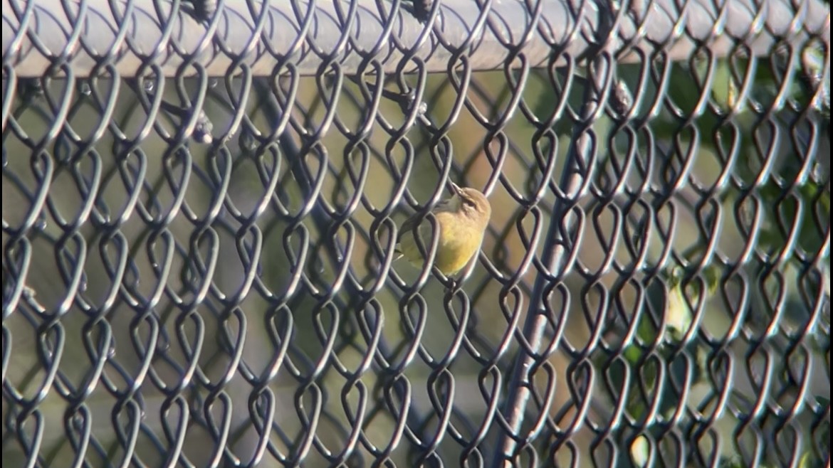 Palm Warbler (Yellow) - ML643558751