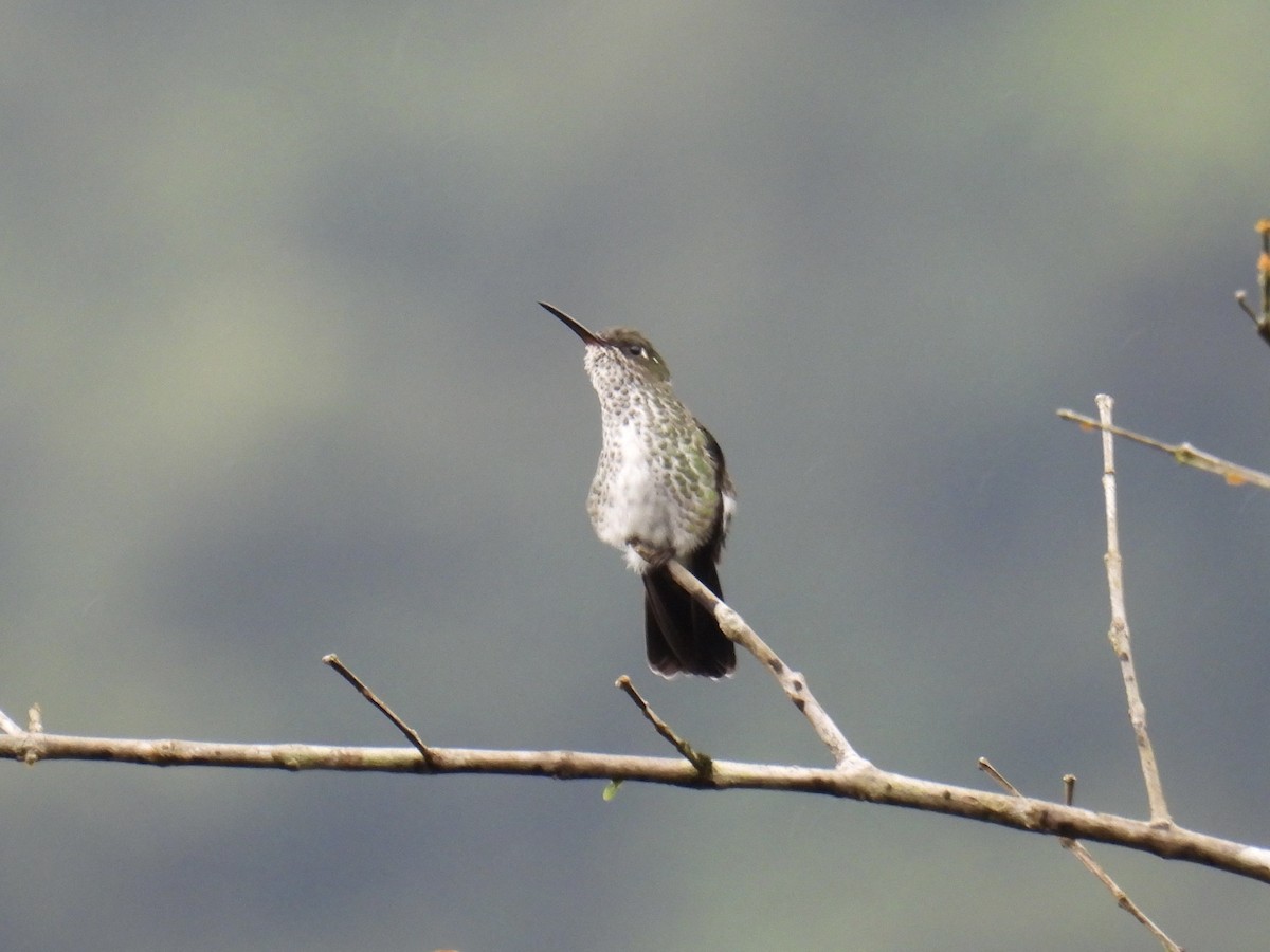 Colibri grivelé - ML643558768