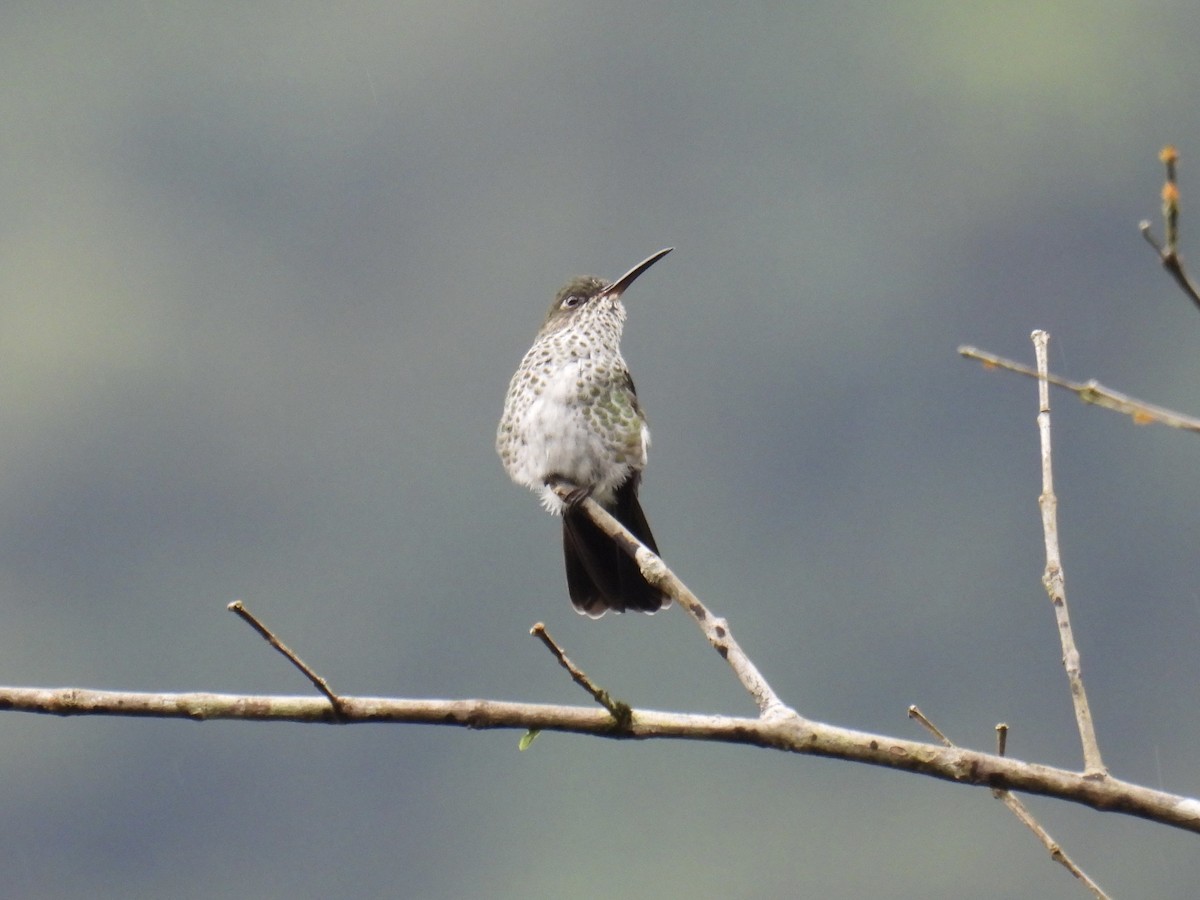 Colibri grivelé - ML643558769