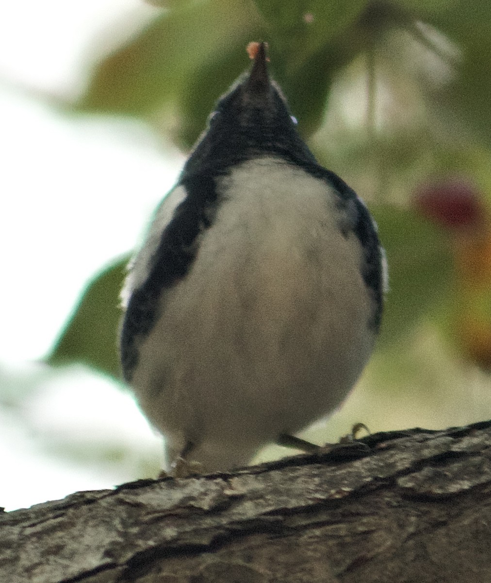 Black-throated Blue Warbler - ML643558781