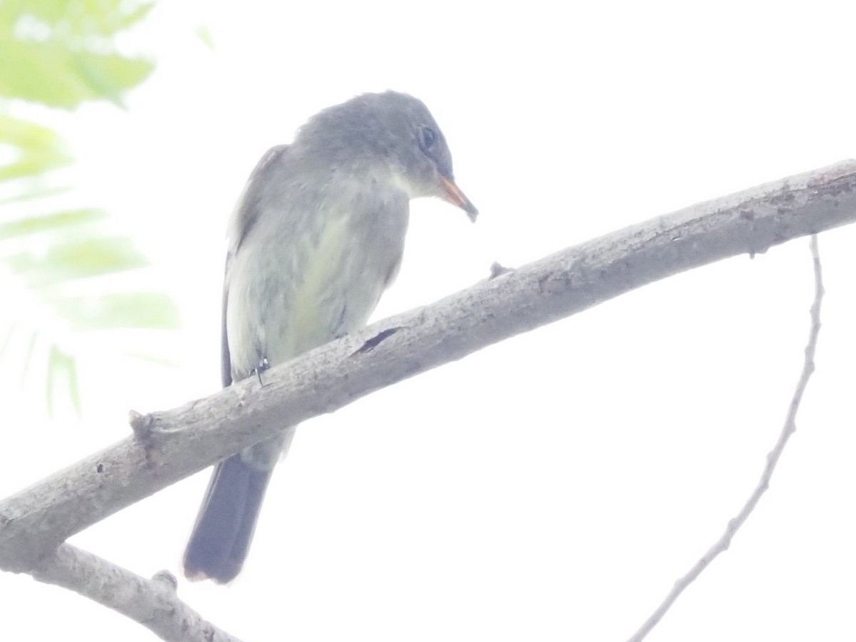 Eastern Wood-Pewee - ML643558784